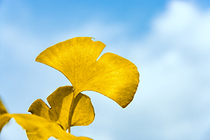 擇優(yōu)報考 擇優(yōu)報考